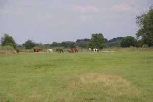 DSCF7680
